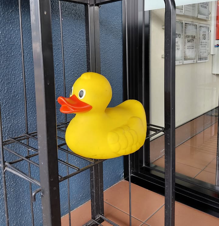 Featured image for “The Ducknapping Case Solved at Wynnum RSL”